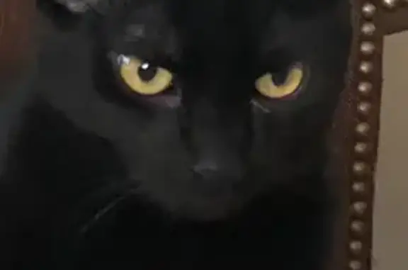 Lost cat, South Euclid Avenue, 558, Villa Park — male, skinny, solid black with green eyes - photo
