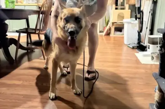 Found pets Arlington, photo: Found dog, Franklin Delano Roosevelt Boulevard, Arlington — male German shepherd, young