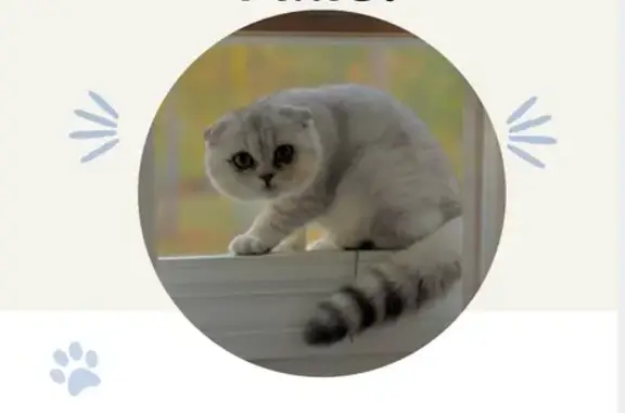 Lost cat, Julington Creek Road, 5048, Westland - Scottish Fold - photo
