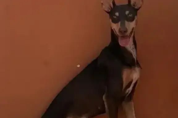 Es una podenco orito color chocolate con marcas color beige en la cara. Pesa 11,kg.