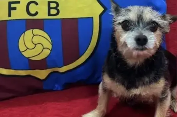 Perdido perro hembra en Chamberi - muy pequeño, cariñoso y asustadizo - photo