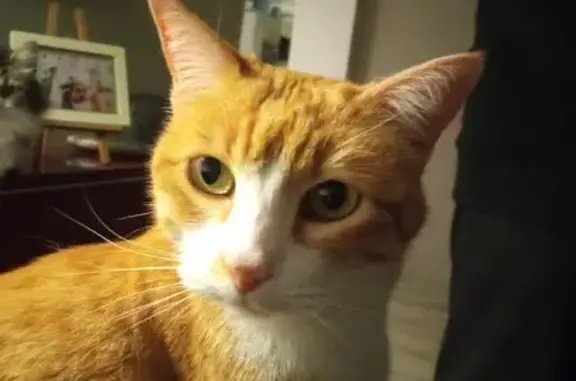 Perdu chat femelle, Allée du Pas de la Tourte, 44, Saint-Aubin-de-Médoc - rousse et blanche - photo