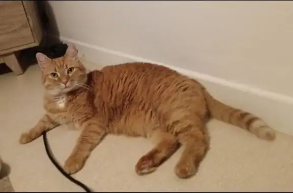 Chat perdu mâle, Esplanade Pierre Garrigues, 5, Toulouse - roux, très peureux - photo