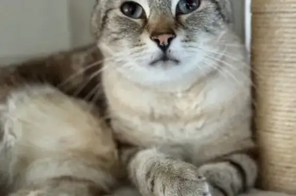 Chat perdu mâle, Avenue François Mitterrand, 1, Le Teich - siamois tabby point gris - photo