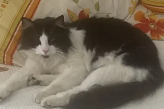 Chat perdu mâle, Rue de Charost, 3, Bolbec - noir et blanc, poil long - photo