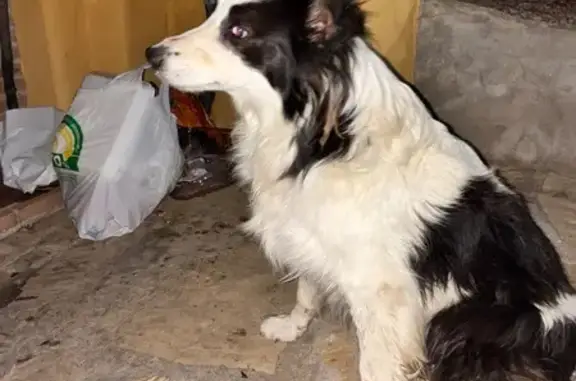 Perro encontrado Velez-Malaga, foto: Perro encontrado, Calle Las Coberteras, 2, Viñuela, Velez-Malaga - blanco y negro