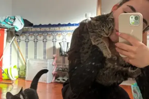 Animaux perdus et trouvés Périgueux, photo: Chat perdu mâle, Aiguillon, Nouvelle-Aquitaine, Périgueux - rayé marron noir