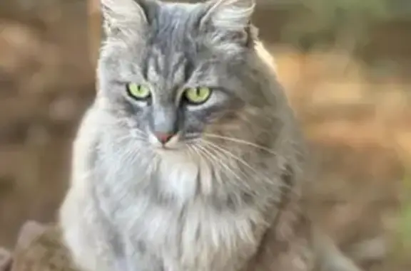Perdu chat femelle à Lège-Cap-Ferret, Nouvelle-Aquitaine, Paris - grise, yeux verts, pucée - photo