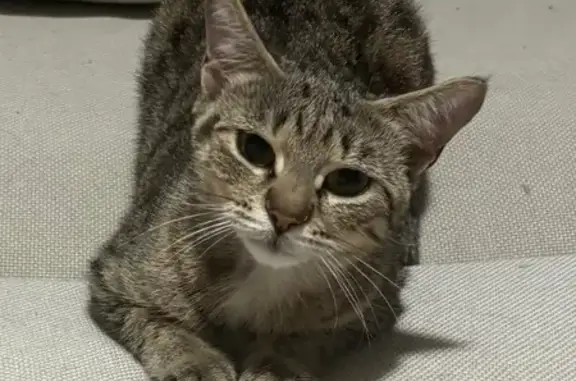 Perdue chatte femelle, Rue des Roseaux, 50 Bis, Toulouse - tigrée et très petit gabarit - photo