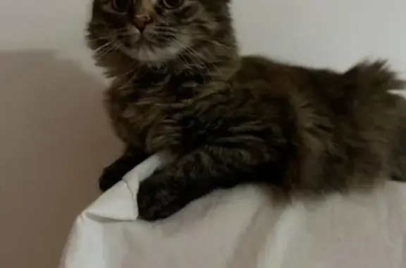 Búsqueda de mascotas, foto: Perdido gato hembra en Calle del Sol, 21, El Escorial, Galapagar - pequeñita de 8 meses