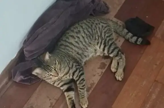 Perdido gato macho, SP-340, km 128,5 sul, Jaguariúna - SP, Brasil - com coleira bege - photo
