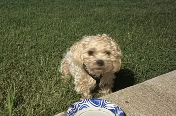 Found pets Dallas, photo: Found dog, West Clarendon Drive, 2615, Dallas - male, medium size, cream colored