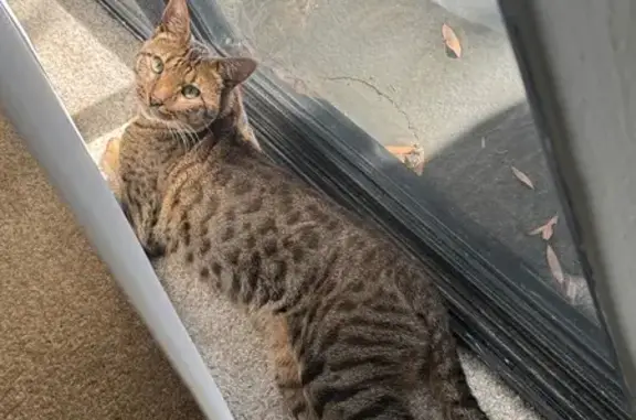 Lost pets San Juan Capistrano, photo: Lost cat, Camino De Vista, 26451, San Juan Capistrano - male F3 Savannah