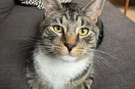 Missing cat Catford, photo: Lost cat, Wildfell Road, 44A, Catford — male, friendly 1-year-old tabby