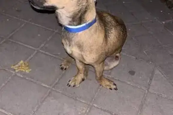 Búsqueda de mascotas, foto: Encontrado perro macho, Calle Miralrío, 109, Rivas-Vaciamadrid — marrón con detalles negros