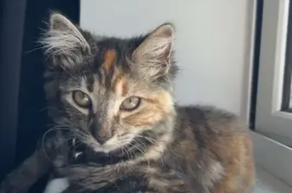 Missing cat West Ham, photo: Lost cat, Libra Road, 9, West Ham - tortoiseshell kitten with orange streaks