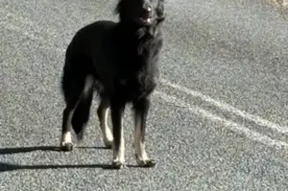 Lost dog, Love Lane, Albury -...
