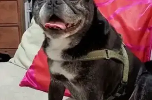 Lost pets Mascot, photo: Lost dog, Coward Street, 137, Bayside Council, Mascot — male, small black Pug x
