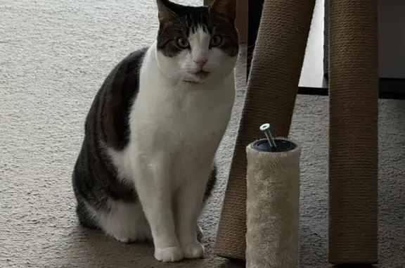 Lost cat, Dorset Road, 466, Knox City, Mount Dandenong — male tabby and white cat - photo