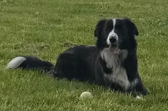 Missing dog Kew, photo: Lost dog, Sackville Street, 40, Boroondara, Kew - 1-year-old black and white Border Collie with a red collar