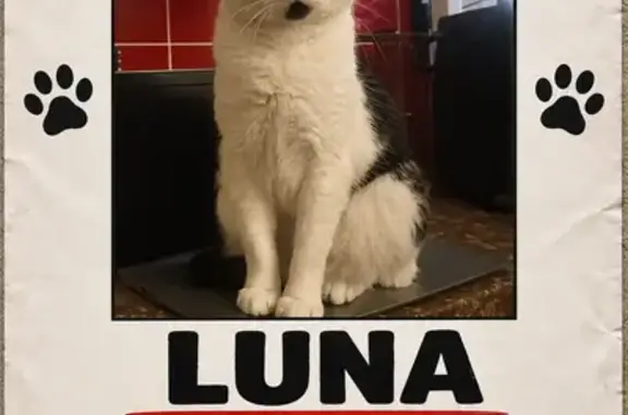 Missing cat Brixton, photo: Lost cat, Old Kent Road, 821, Brixton - black head, white neck