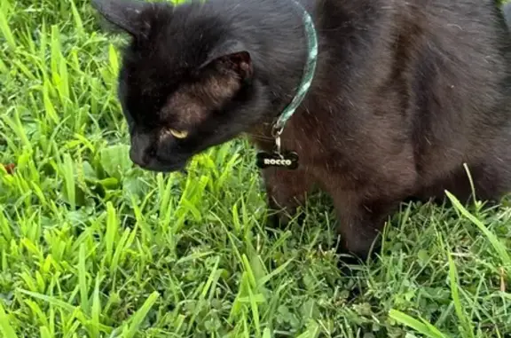 Found pets Falls Church, photo: Found cat, Lincoln Avenue, 419, Falls Church - black cat on the W &OD trail