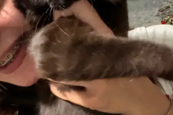 Lost cat, North Academy Boulevard, 4801, Colorado Springs - male, black fluffy, big green eyes - photo