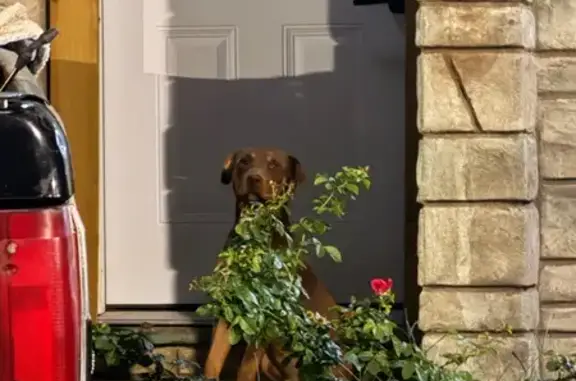 Lost dog, North Martin Luther King, Junior Boulevard East, 2304, Tulsa - male - photo