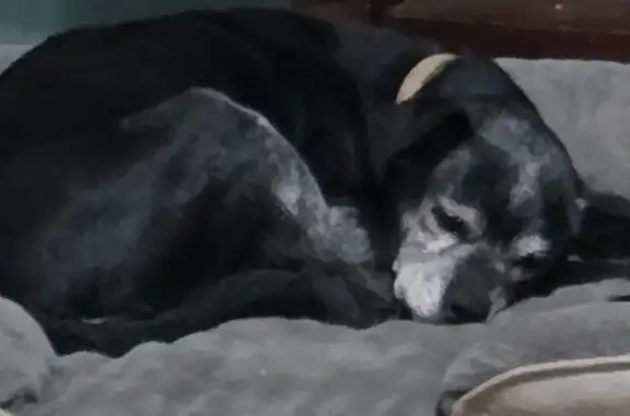 Lost dog, North Robinson Avenue, 101, Oklahoma City - very old small terrier - photo
