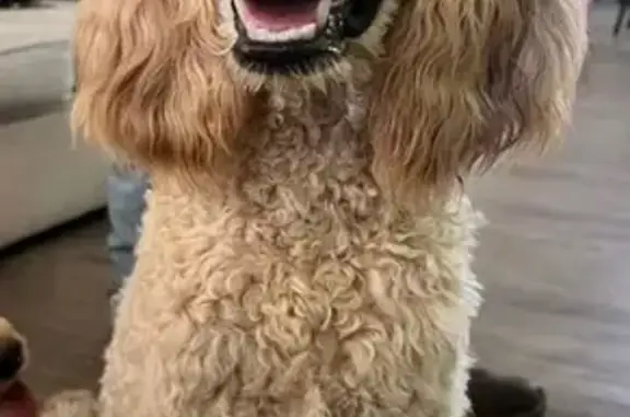 Missing dog Sahuarita, photo: Lost dog, East El Toro Road, Sahuarita, Sahuarita - female, light beige, curly hair, poodle haircut