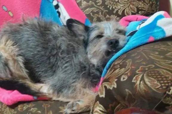 Perdido perro hembra, Calle Físicos, 3051, Guadalajara, Tlaquepaque - ojo rojo y orejas paradas - photo