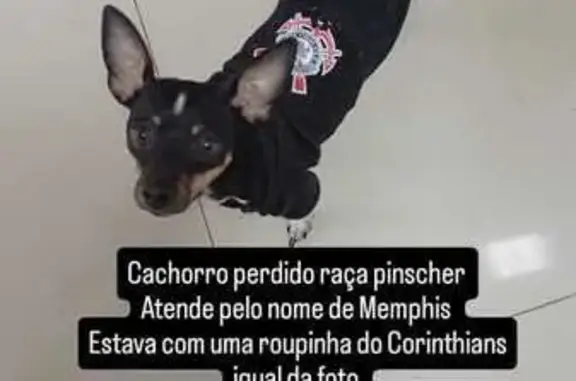 Perdido cachorro macho, São Paulo - photo