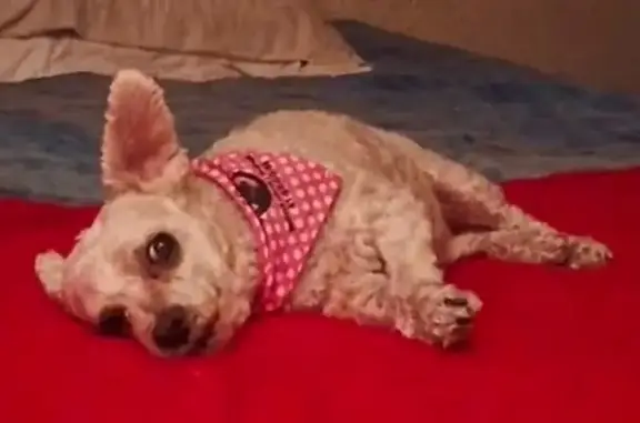 Animales perdidos Naucalpan de Juarez, foto: Perdido perro hembra, Colombia, 11, Naucalpan de Juárez - perrita blanca, pequeña y gordita