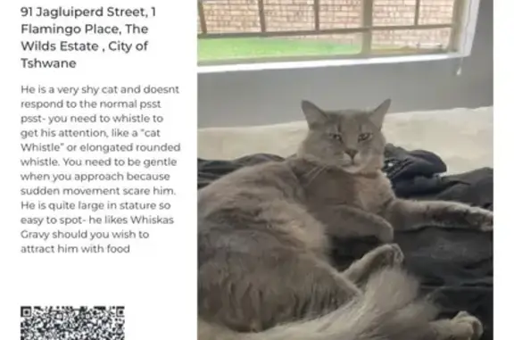Missing cat Centurion, photo: Lost cat, Twin Palms Street, 50, Centurion — male, long grey tabby