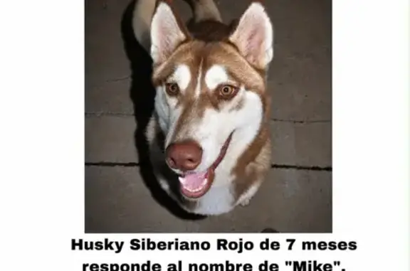 Perdido perro macho, Urbanizac...