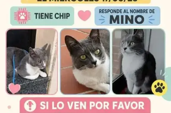 Animales perdidos Pozuelo de Alarcon, foto: Perdido gato macho, Córdoba, Andalucía — blanco y gris