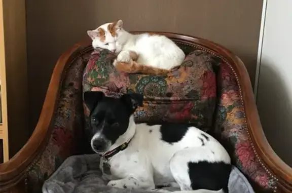 Chat perdu, mâle, Rue Paul Langevin, Chenôve, Dijon - blanc et roux, castré et pucé - photo