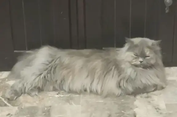 Perdido gato hembra, Guillena, Andalucía, Pozuelo de Alarcon - persa gris de pelo largo - photo