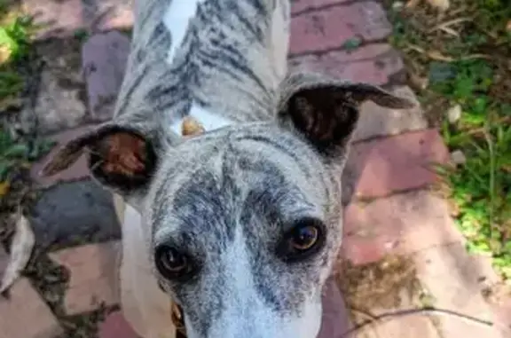 Lost dog, Carpenter Street South, 277, Kangaroo Flat - sage green collar - photo