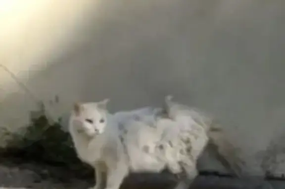 Animaux trouvés Eyguières, photo: Chat trouvé, Eyguières - chat blanc, angora, très mal entretenu