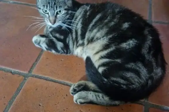 Animaux perdus Bordeaux, photo: Chat perdu femelle, Rue de la Verrerie, Bordeaux, Fournes-en-Weppes - petite