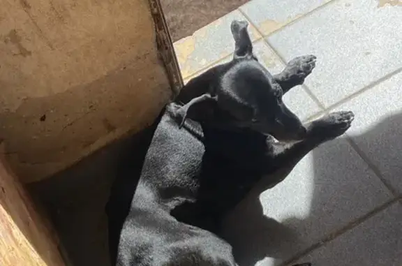 Perdido cachorro fêmea, Rua João Baptista Marinho, Marília - pelagem preta - photo