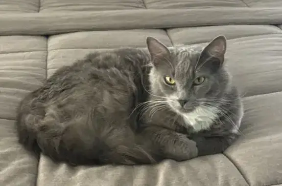 Lost cat, Weybridge Drive, 10511, Tampa - male, almost all grey - photo