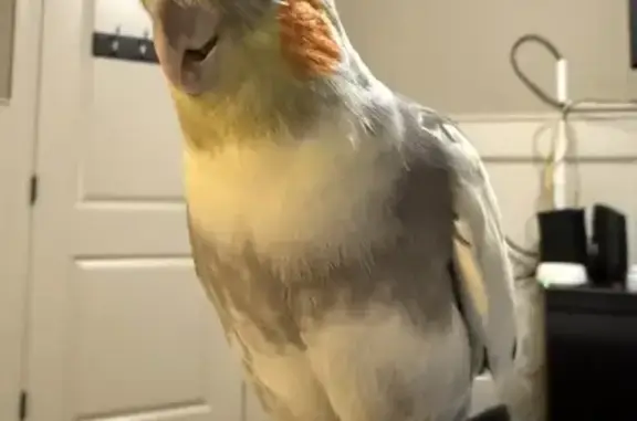 Lost pets Shawnee, photo: Lost bird, Maurer Road, 5812, Shawnee - male cockatiel