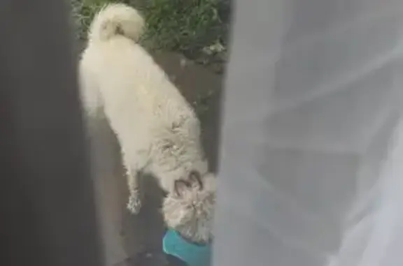 Lost dog, North New Florissant Road, 402, Florissant - female, small poodle mix - photo