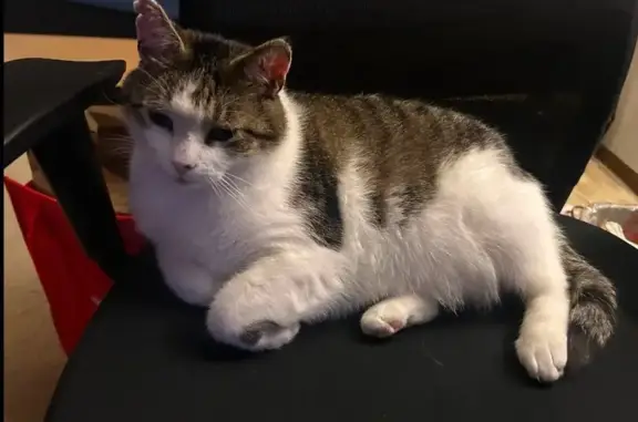 Lost pets Minneapolis, photo: Lost cat, Northwood Parkway, 8300, Minneapolis - white and gray, green eyes
