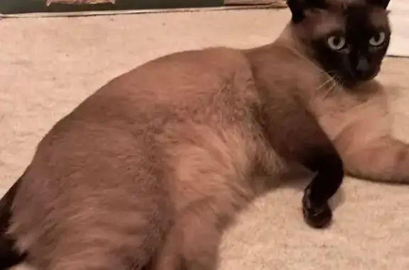 She is a three year old brown Tonkinese cat with dark brown points and a brown body. She is not wearing a collar and is microchipped. She went out of a window around midnight on Sat / Sunday. We have a secure garden so she doesnt go out much and usually comes home within a couple of hours; and always when called. All the neighbours have checked their sheds etc in our close of houses.