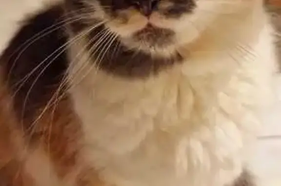 Animaux perdus Fontcouverte, photo: Chat perdu femelle, Rue des Tonnelles, 16, La Jard, Fontcouverte - petite chatte tricolore