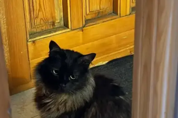 Perdido gato masculino, Carrer Hort de Bordes, 17, Benissa, Calp - negro y muy peludo - photo
