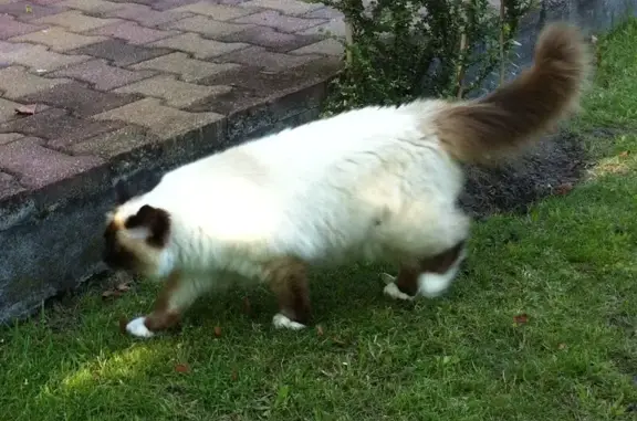 Perdu chat femelle, Impasse Marifranc, Mont-de-Marsan - robe seal point - photo